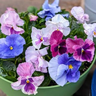 Delta Cotton Candy Mix Pansy Thumbnail